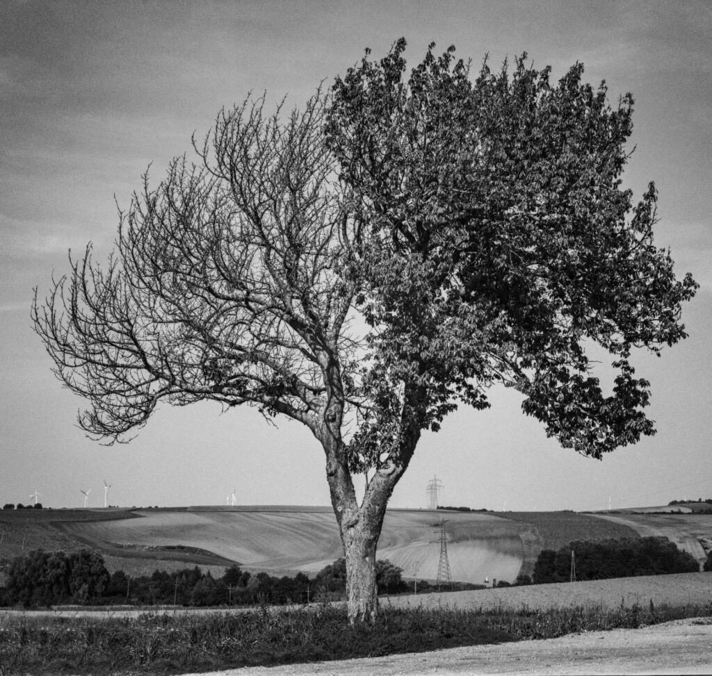 image of a tree in black and white, its right side is full of leaves, its left side is completely bare.
